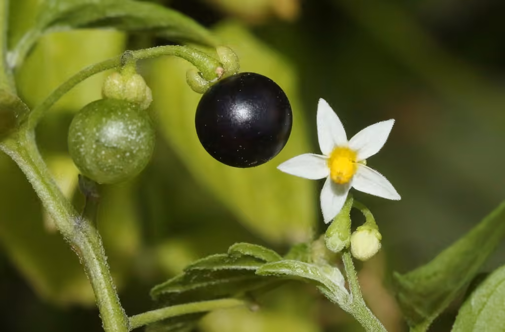 American black nightshade, photo 1 of 5