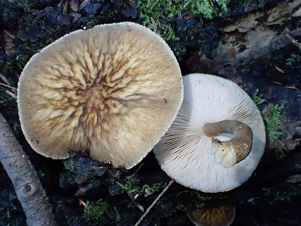 Plutée granuleux