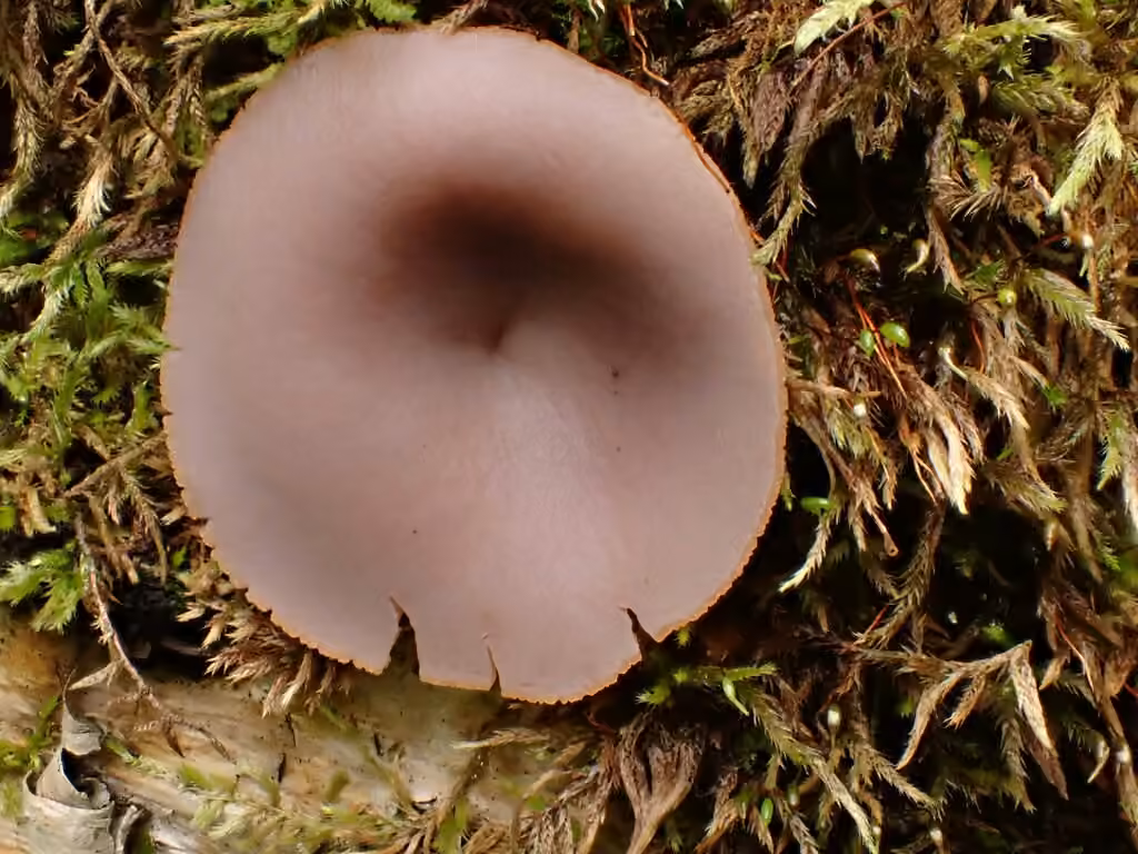 Peziza griseorosea