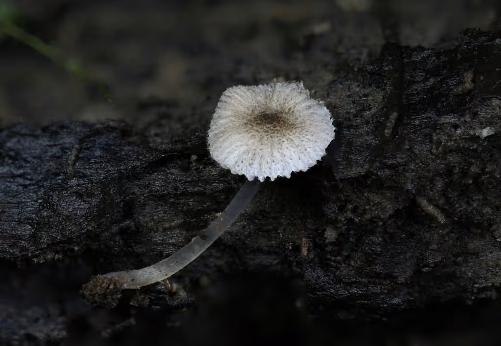 Plutée hispide, photo 2 sur 5