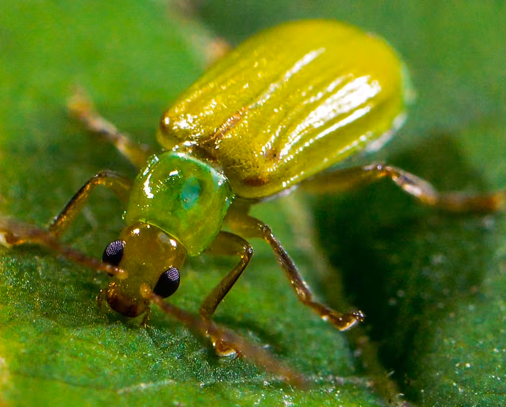 northern corn rootworm, Adult