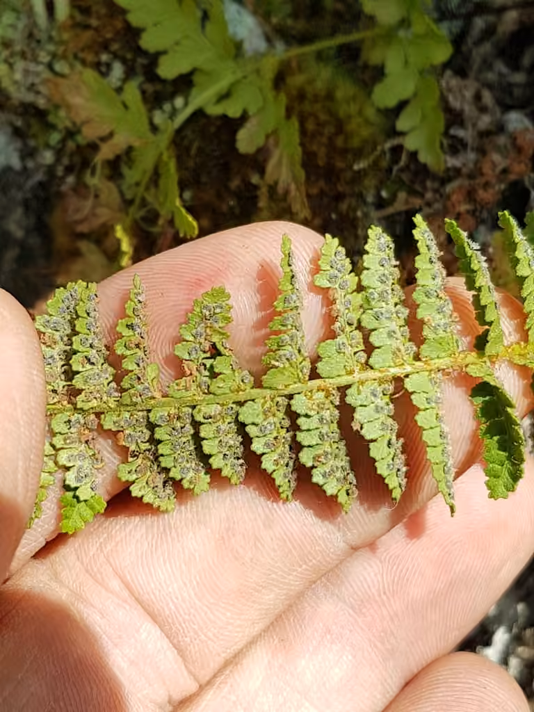 Dryoptère odorante, photo 2 sur 5