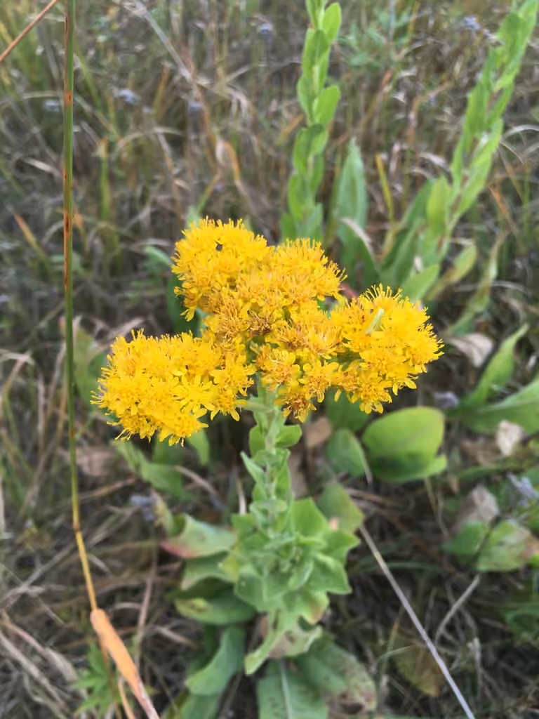 Verge d'or rigide, En fleurs
