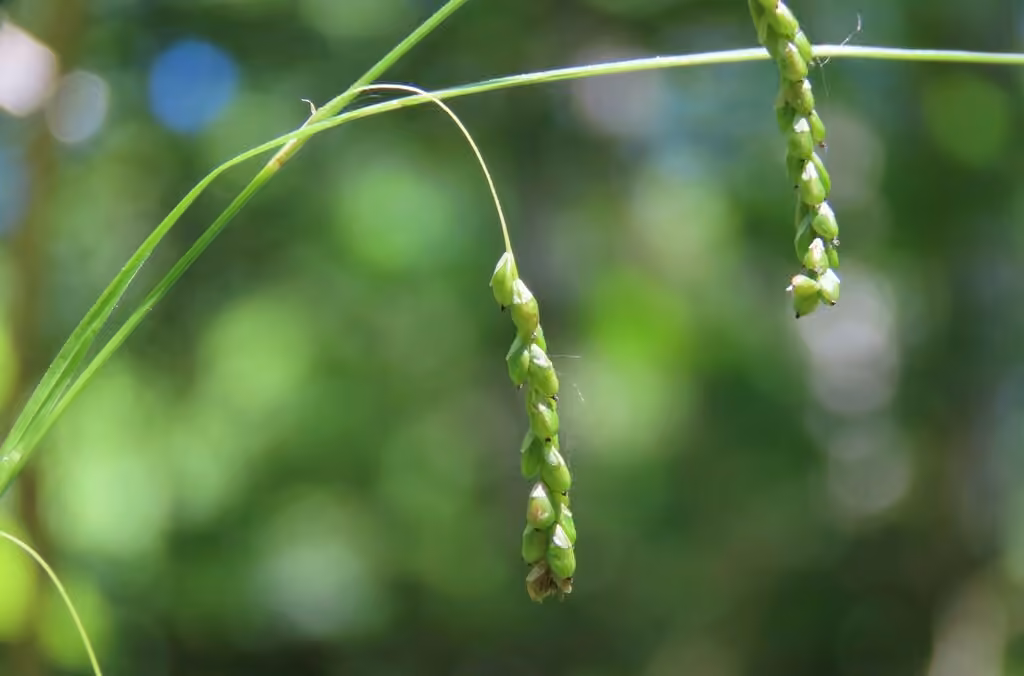 Carex filiforme, En fruits