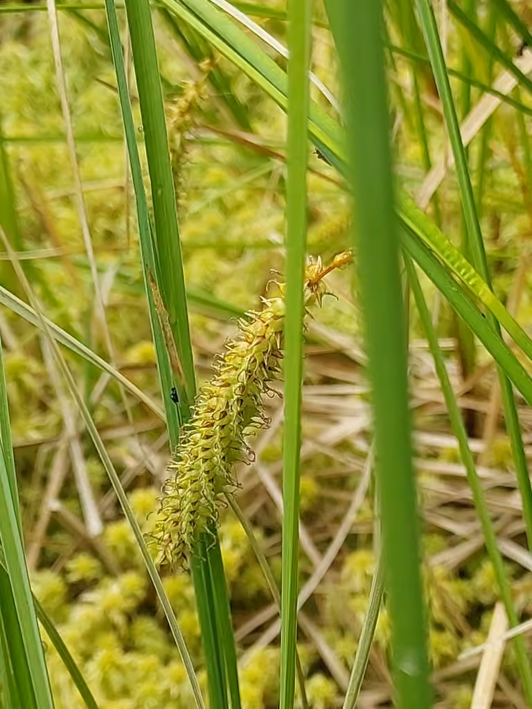 Carex rostré, En fruits