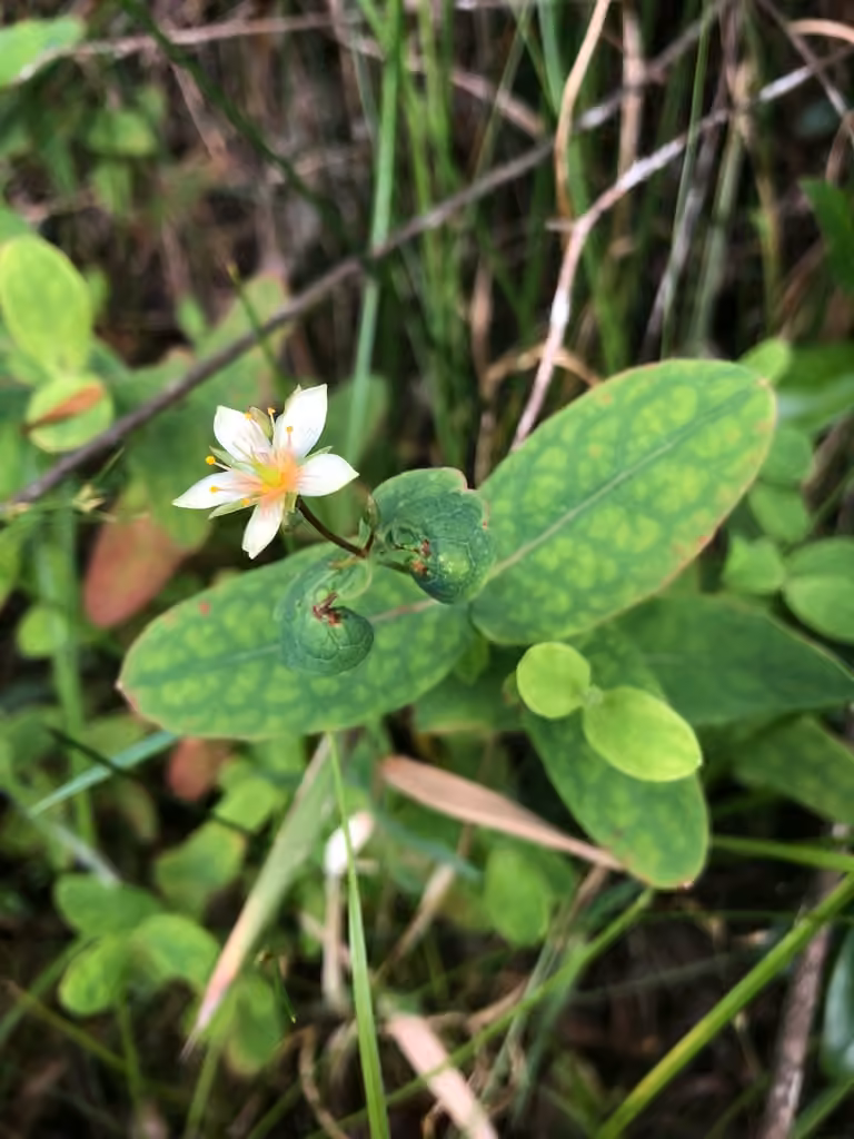 Millepertuis de Virginie, En fleurs