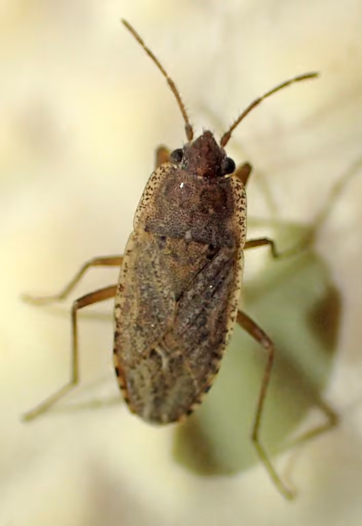 sand bug, photo 1 sur 5