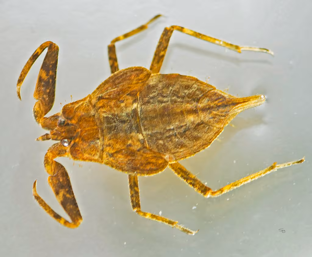 Rugose water scorpion, Nymph
