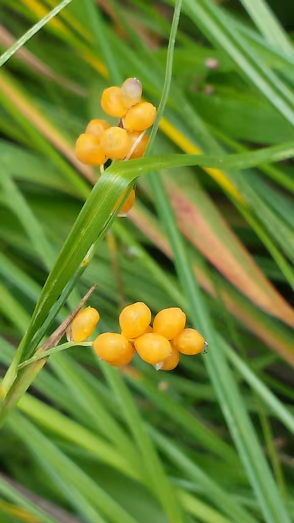 Carex doré, En fruits