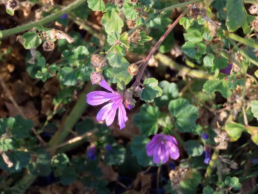 High mallow, In fruit