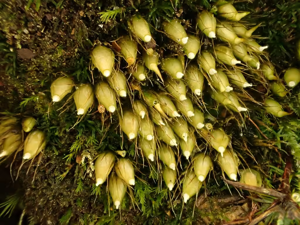 Bonnet d'elfe