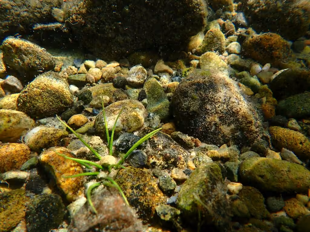 Isoète à spores épineuses, photo 2 sur 5
