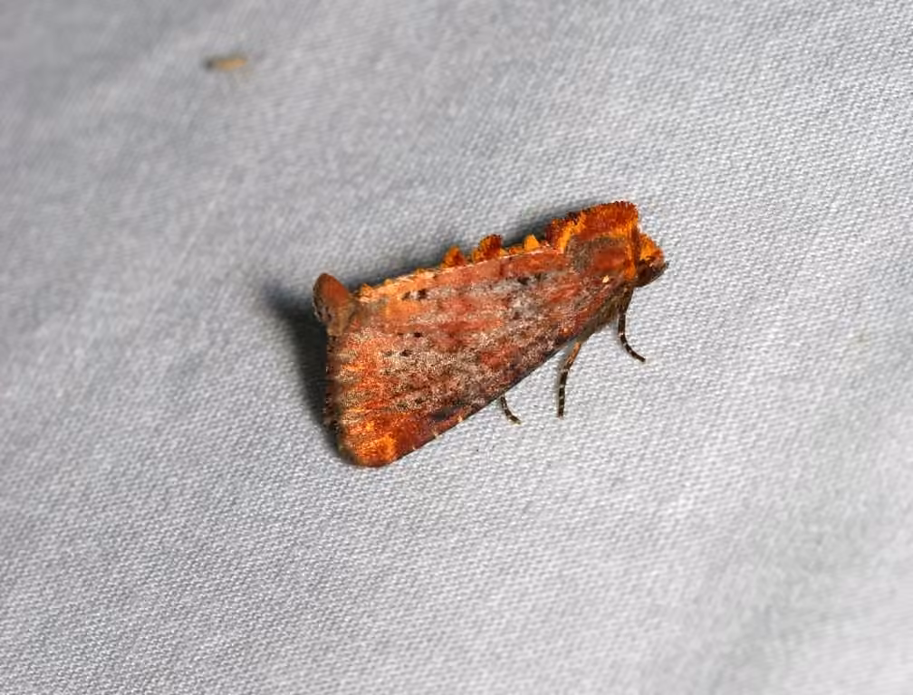 Elder Shoot Borer Moth, Adulte