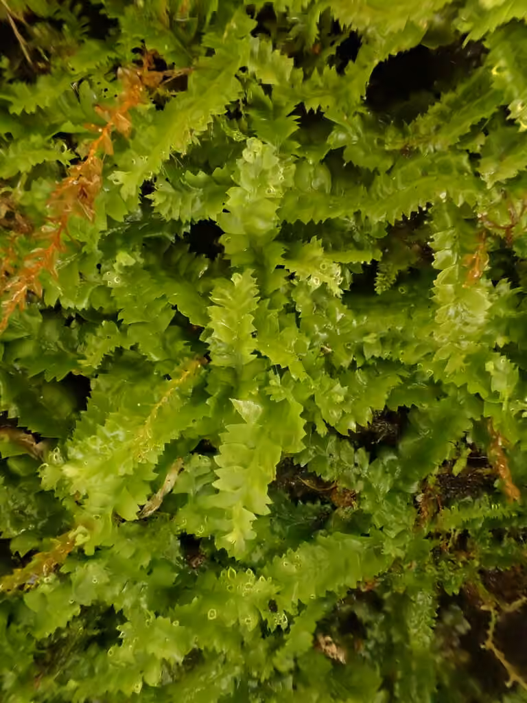 Géocalyx odorant