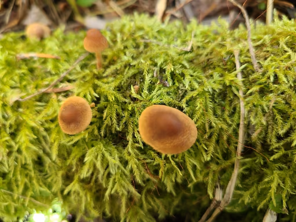 Inocybe calleux, photo 2 sur 5