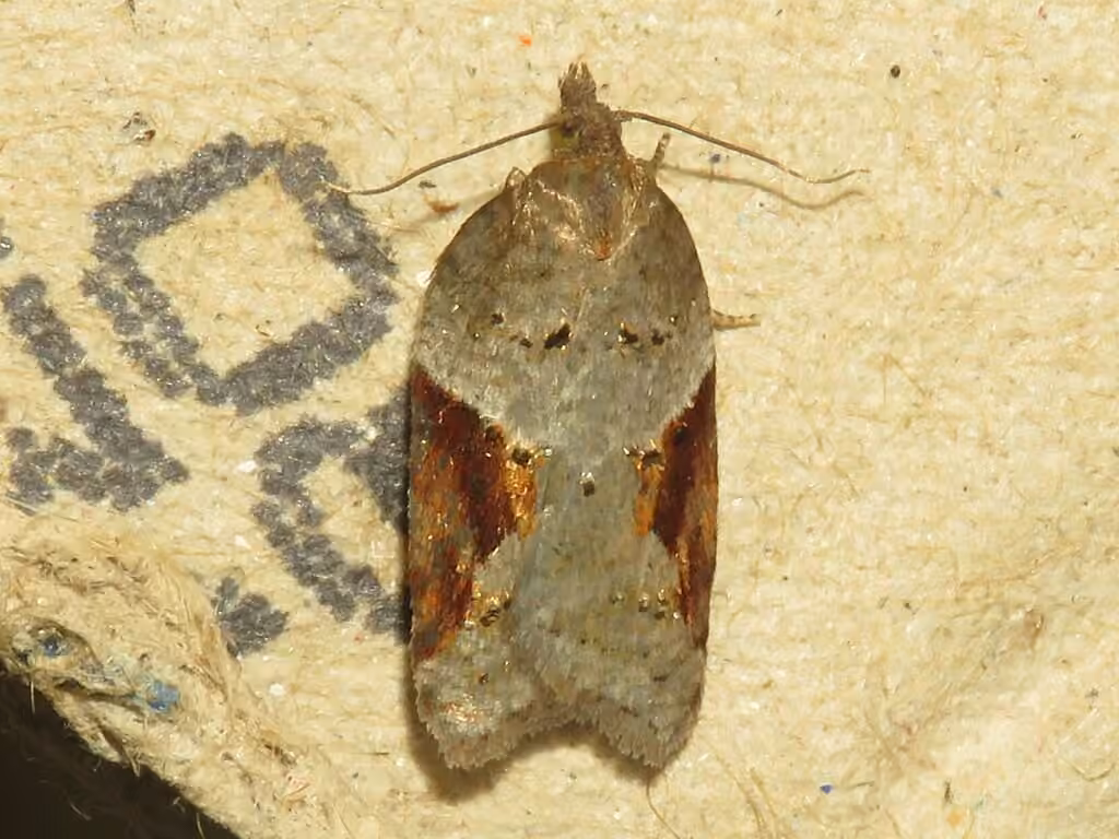 MacDunnough's Acleris, Adulte