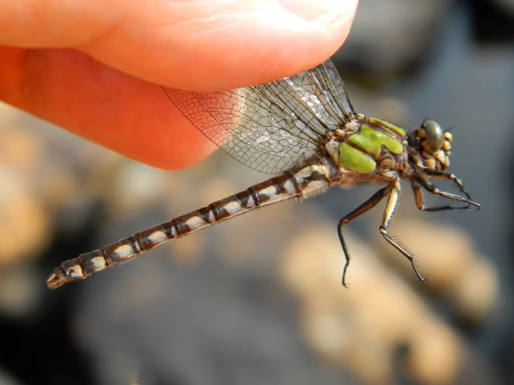 Ophiogomphe Boréal, Femelle