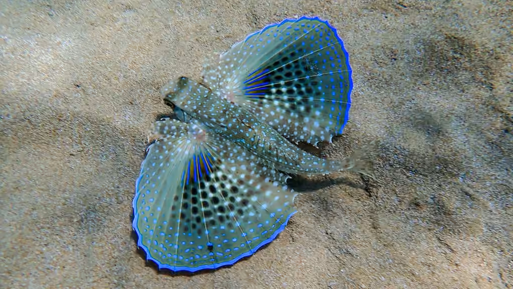 Flying Gurnard, photo 3 of 5