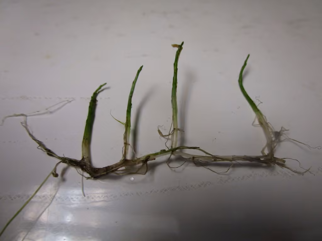 Myriophylle grêle, photo 3 sur 5