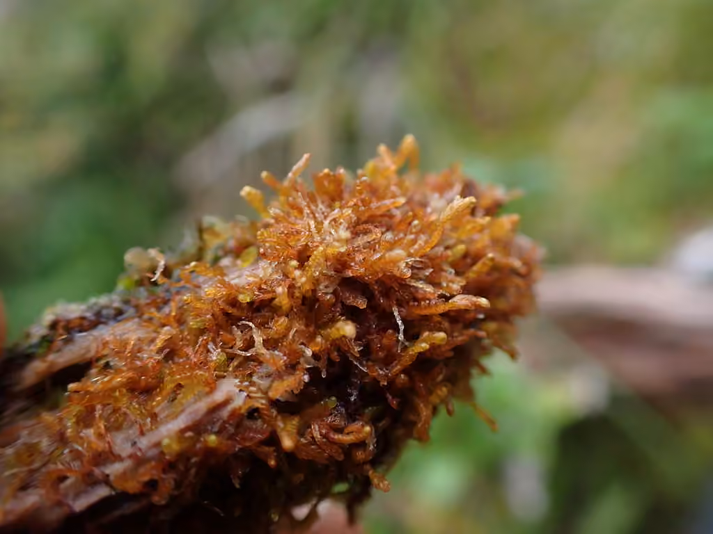 Matchstick Flapwort, photo 3 of 5