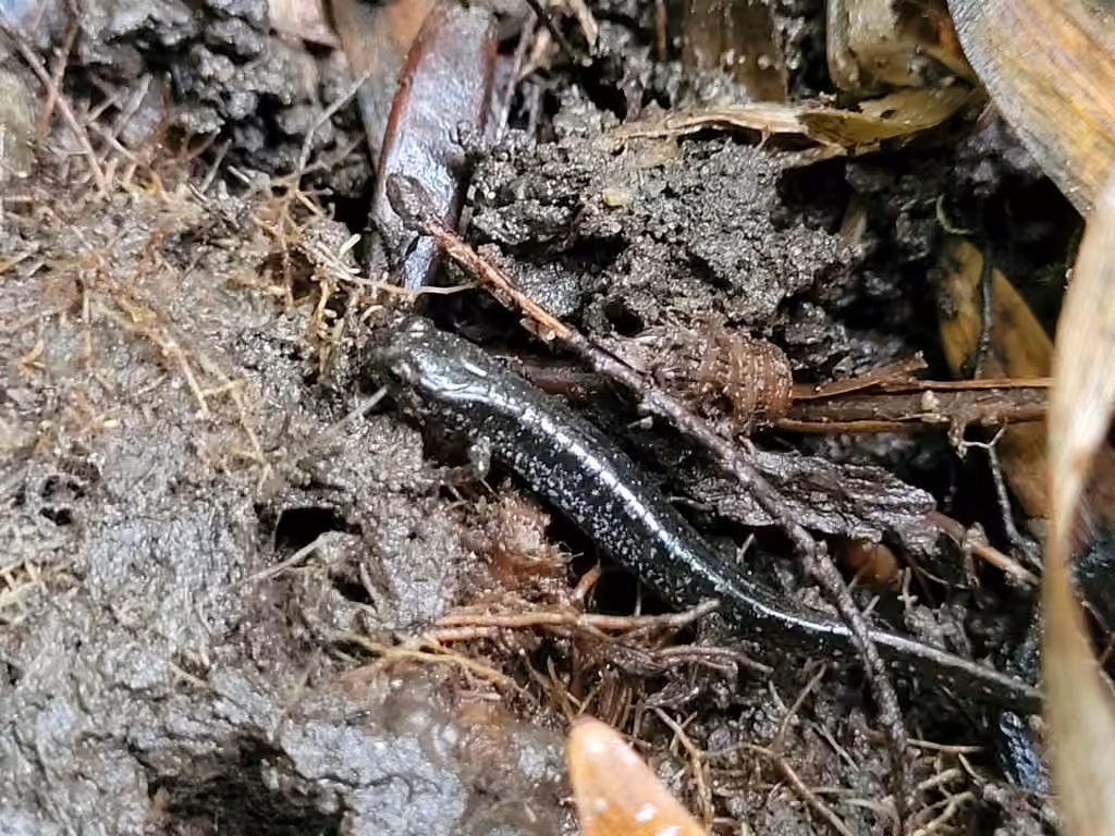 Salamandre sombre du Nord, Juvénile