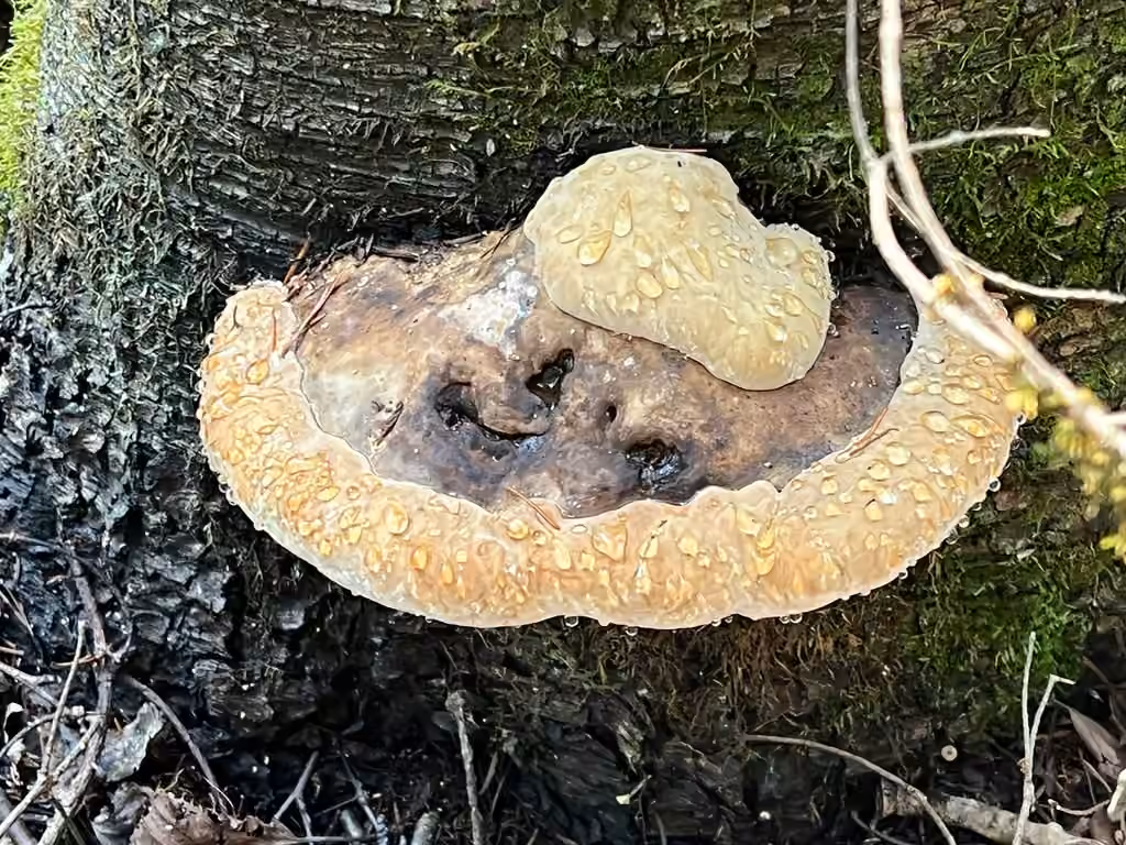 Ochre-banded Conk, photo 2 of 5