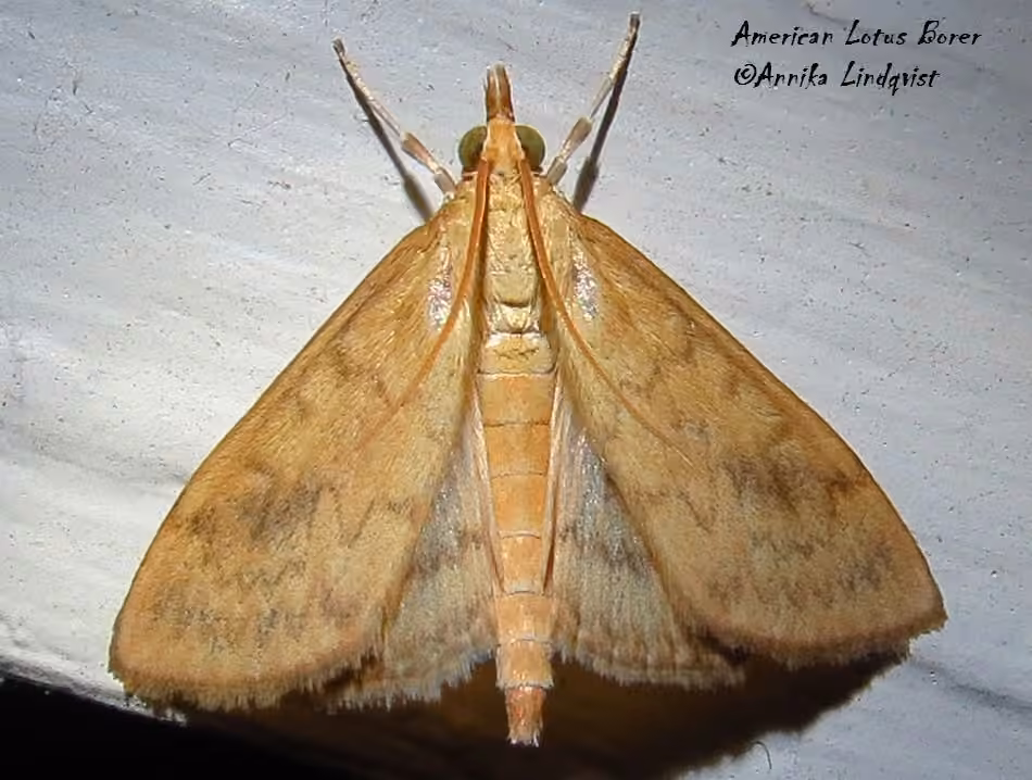 American Lotus Borer Moth, photo 1 sur 5
