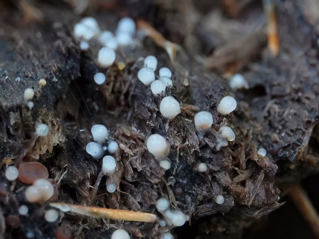 Helicogloea comprimé