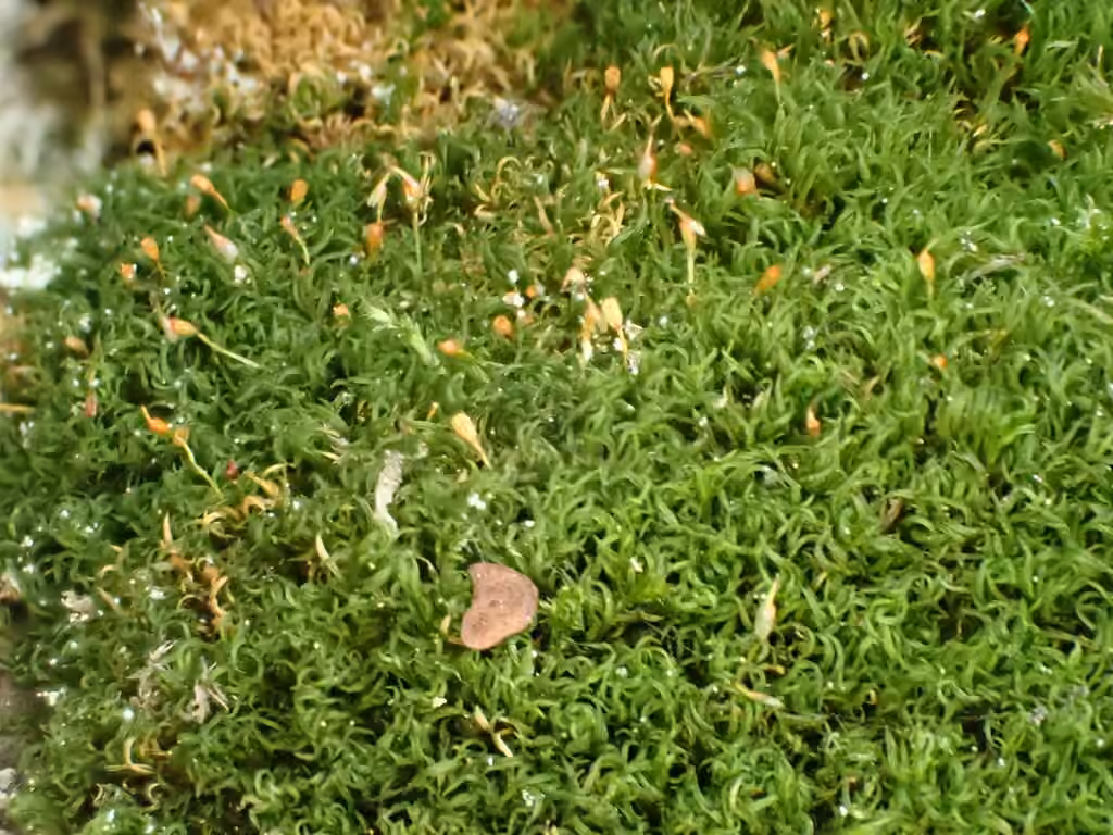 Toothed Streak-moss, photo 3 of 5