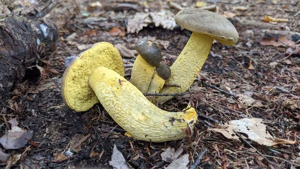 Bolet à pied orné