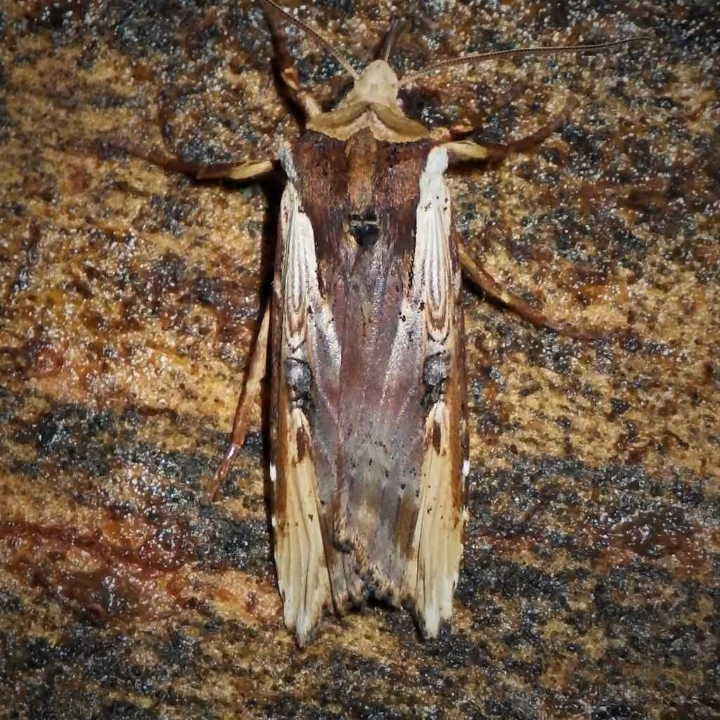 Dot-and-Dash Swordgrass Moth, Adulte