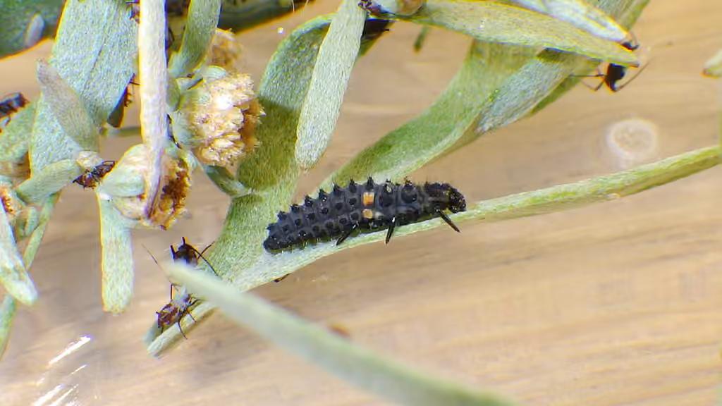 Coccinelle des friches, Larve