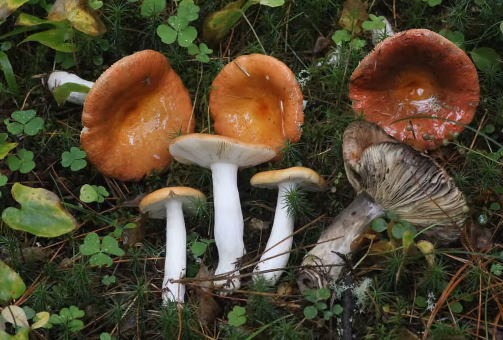 Russule orangée grisonnante, photo 1 sur 5