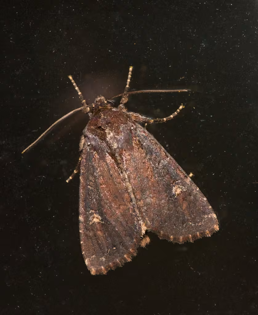 Doubtful Apamea Moth, Adult