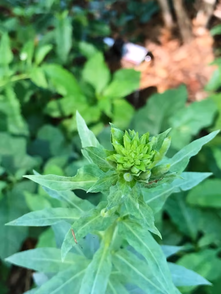Onagre bisannuelle, En fleurs