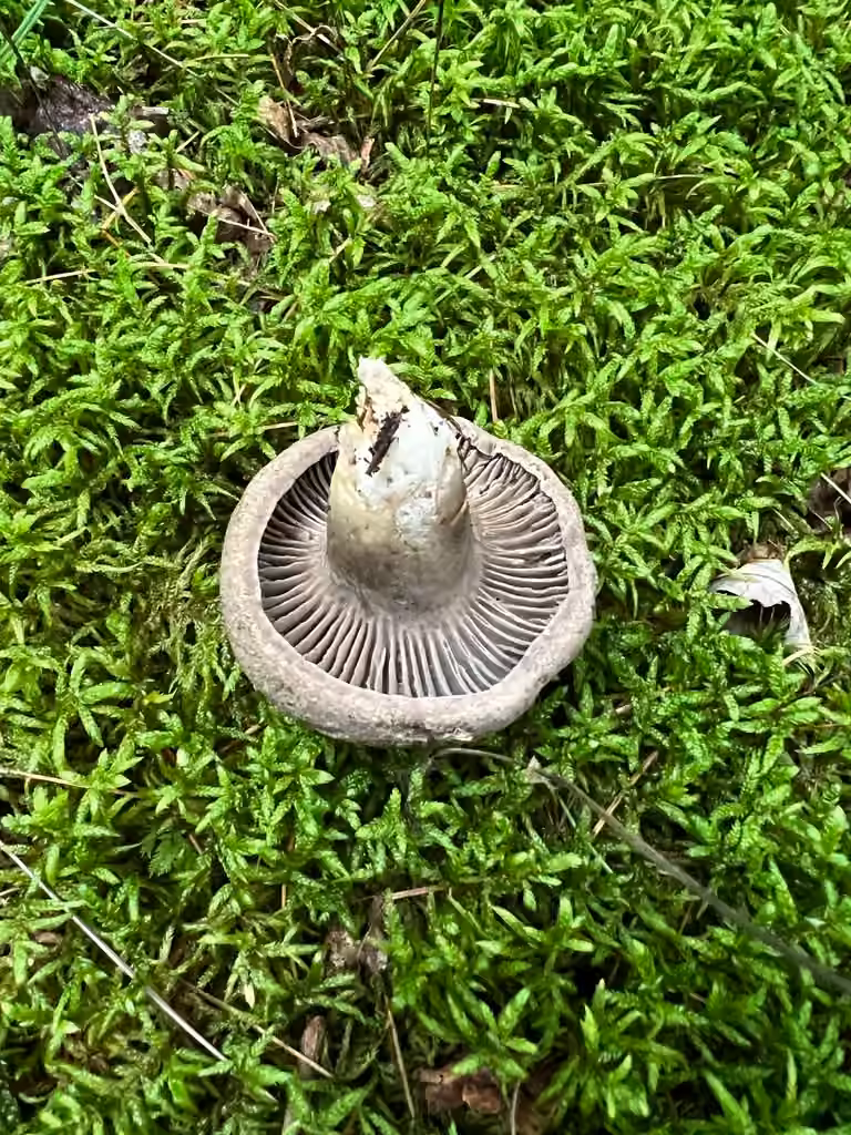 False Tricholoma, photo 3 of 5