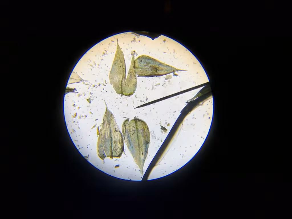 Whitish Feather-moss, photo 2 of 5