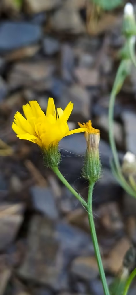 Crépis des toits, En fleurs