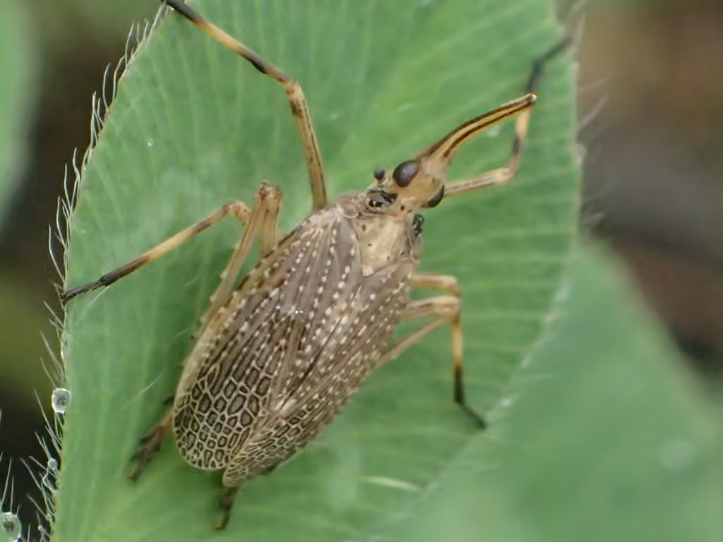 Partridge Planthopper, photo 3 of 5