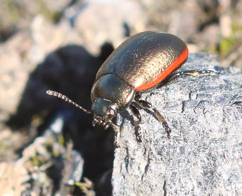 Margined leaf beetle, photo 3 of 5