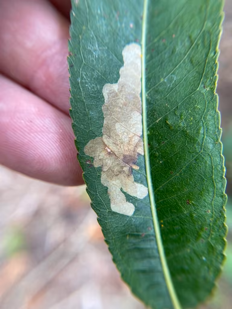 Willow Leaf Blotch Miner Moth, Leaf mine