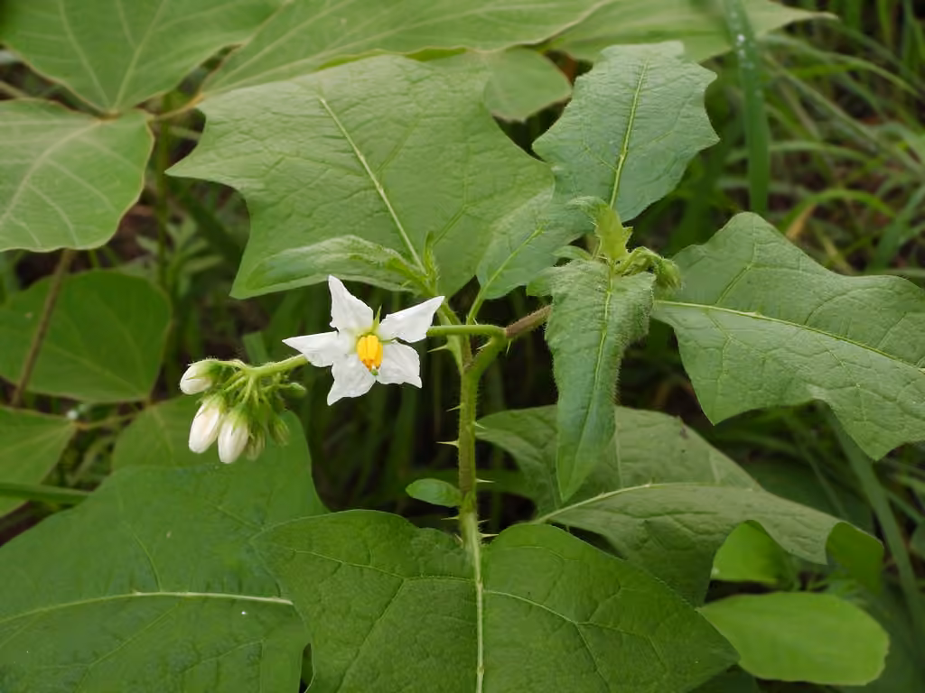 Bull nettle, photo 1 of 5