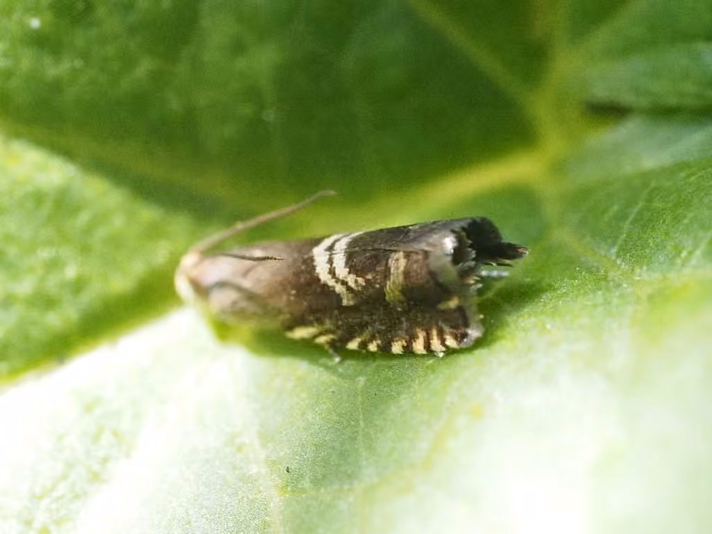 Clover Head Caterpillar Moth, Adult