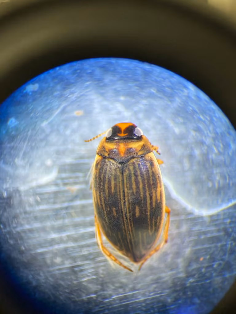 Grey-striated Predaceous Diving Beetle, Adult