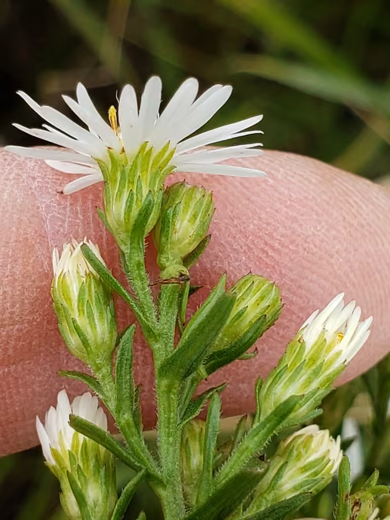 White panicle aster, In flower