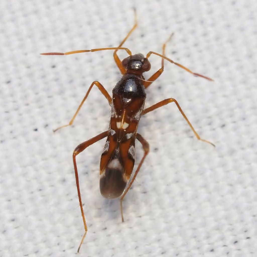 Sericophanes heidemanni, photo 2 sur 5