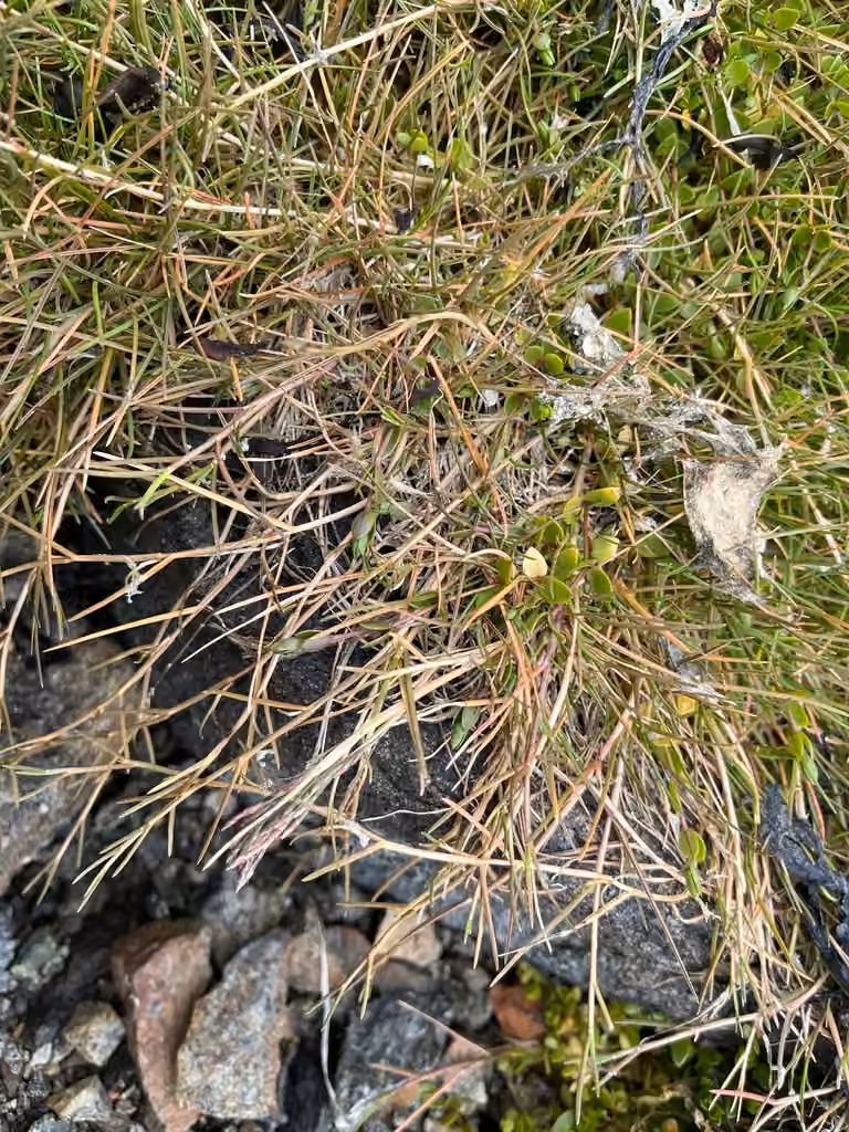 Creeping alkaligrass, In flower