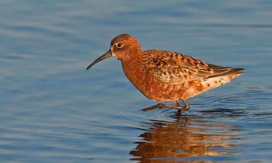 Curlew Sandpiper, photo 1 of 5
