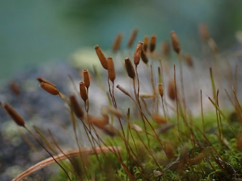 Mountain Pincushion, photo 2 of 5