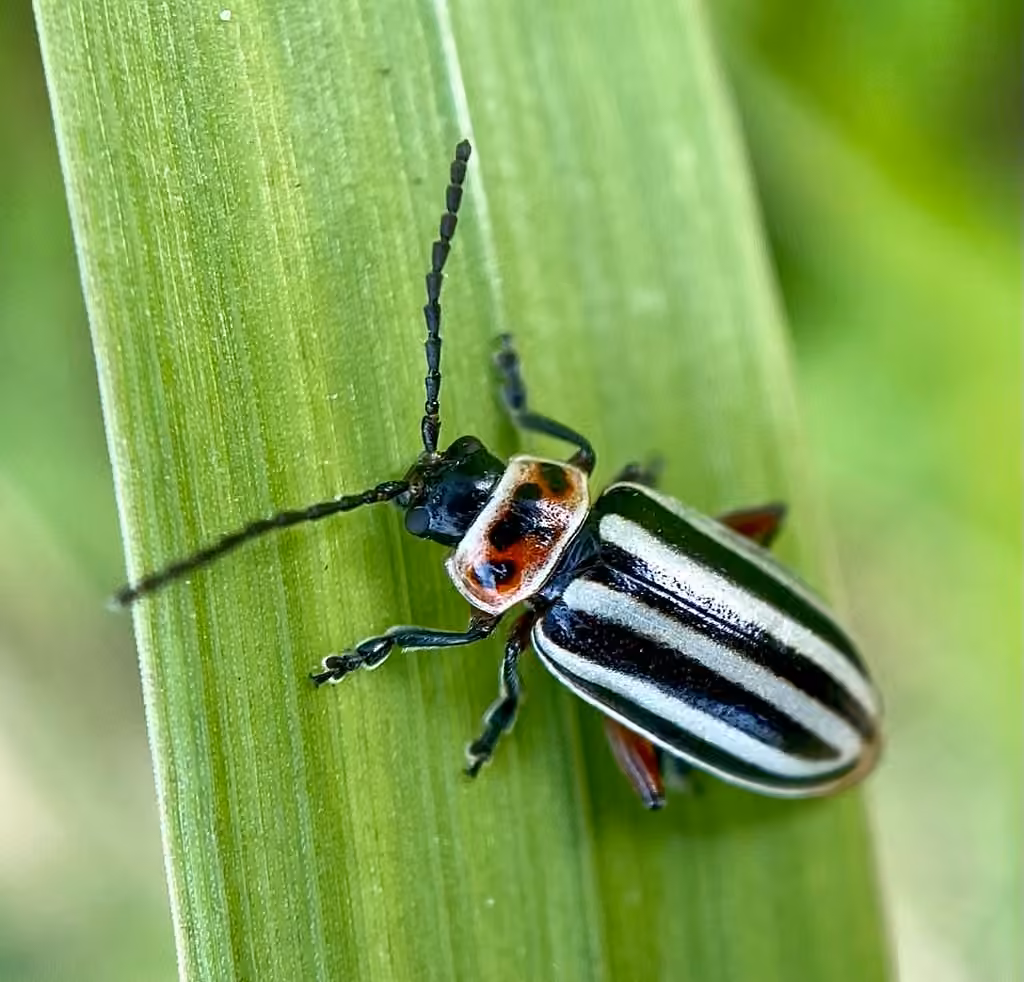 Tall Flea Beetle